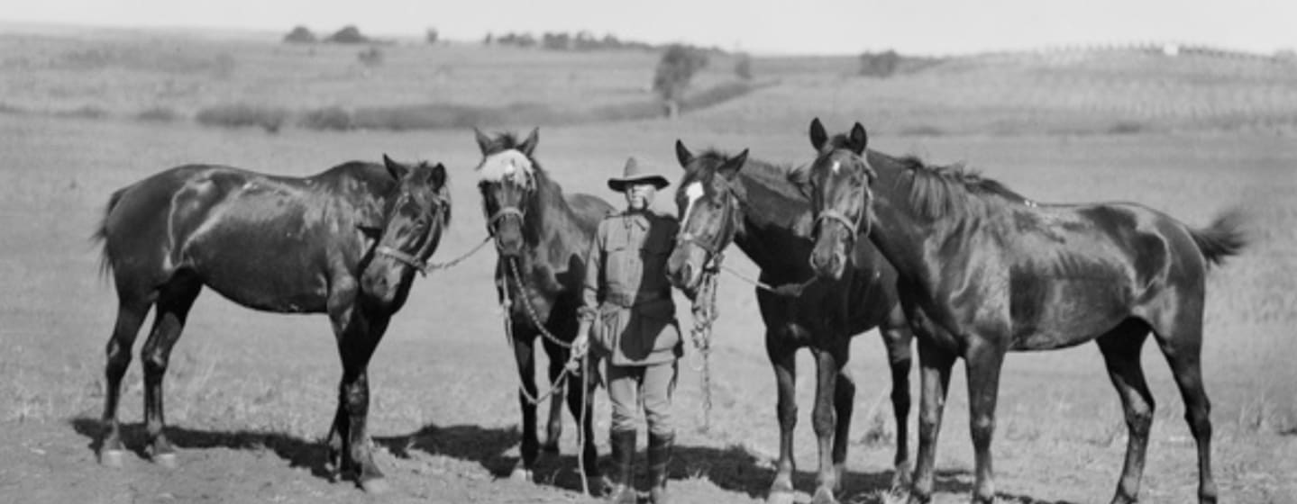 Recognising the contribution of animals of war